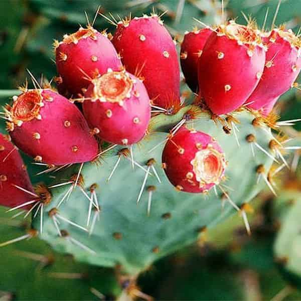 تصویر 3 از خرید نهال کاکتوس رنگی  میوه دار + قیمت فروش استثنایی